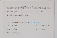 黃花鳳仙花藏品圖，第2張