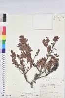 臺灣大葉越橘藏品圖，第1張