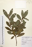 黃肉樹, 小梗木薑子藏品圖，第1張