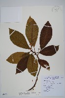 水冬瓜藏品圖，第1張