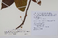 水冬瓜藏品圖，第2張