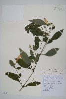 臺灣馬藍藏品圖，第1張