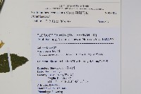 臺灣馬藍藏品圖，第2張