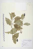 亨利氏伊立基藤藏品圖，第1張