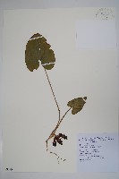 大花細辛、馬蹄香藏品圖，第1張