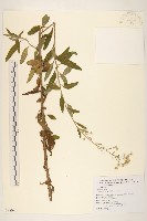 一枝香藏品圖，第1張