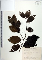 羅庚果藏品圖，第1張