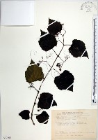 漢氏山葡萄藏品圖，第1張