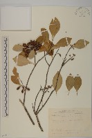 日本賽衛矛、日本假衛矛藏品圖，第1張