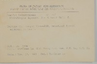 日本賽衛矛、日本假衛矛藏品圖，第2張