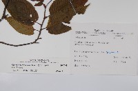 蘭邯千金榆藏品圖，第2張