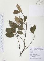 森氏紅淡比藏品圖，第1張