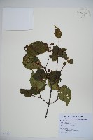 呂宋莢迷藏品圖，第1張