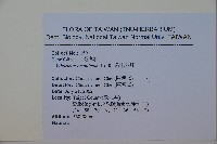 呂宋莢迷藏品圖，第2張