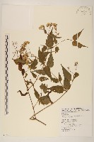 田代氏澤蘭藏品圖，第1張