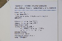 臺灣土黨參藏品圖，第2張