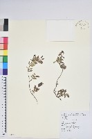 高山白珠樹藏品圖，第1張