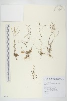 玉山筷子芥藏品圖，第1張