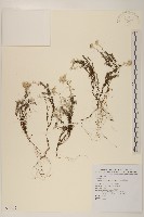 玉山薄雪草藏品圖，第1張