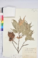 細刺苦櫧、草野錐果藏品圖，第1張