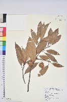 捲斗櫟藏品圖，第1張