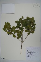 倒卵葉冬青、金平氏冬青藏品圖，第1張