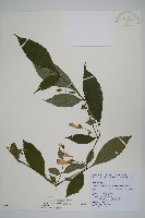 臺灣馬藍藏品圖，第1張