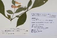 臺灣馬藍藏品圖，第2張