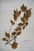 呂宋莢迷藏品圖，第1張