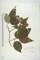 梜木藏品圖，第1張