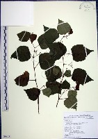 漢氏山葡萄藏品圖，第1張