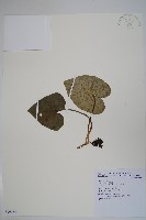 大花細辛、馬蹄香藏品圖，第1張