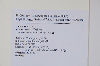 大花細辛、馬蹄香藏品圖，第2張