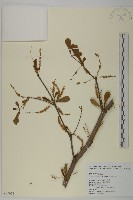 小葉欖仁藏品圖，第1張