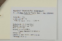 小葉欖仁藏品圖，第2張