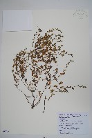 細纍子草藏品圖，第1張