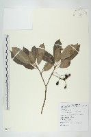 耿氏虎皮楠藏品圖，第1張