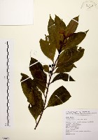 茜草樹藏品圖，第1張