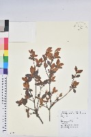 細葉杜鵑、南湖杜鵑、志佳陽杜鵑藏品圖，第1張