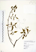 朴樹藏品圖，第1張