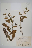 盾果草藏品圖，第1張