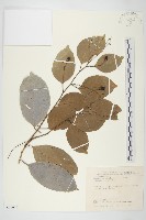 亨利氏伊立基藤藏品圖，第1張