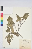 臺灣苦櫧藏品圖，第1張