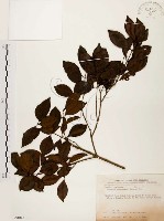 臺灣赤楠藏品圖，第1張