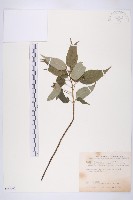 臺灣青莢葉藏品圖，第1張