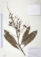 筆羅子藏品圖，第1張