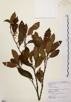 鼠刺藏品圖，第1張