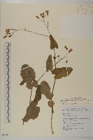 粉黃纓絨花藏品圖，第1張