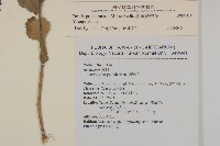 粉黃纓絨花藏品圖，第2張