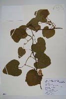 大葉馬兜鈴藏品圖，第1張